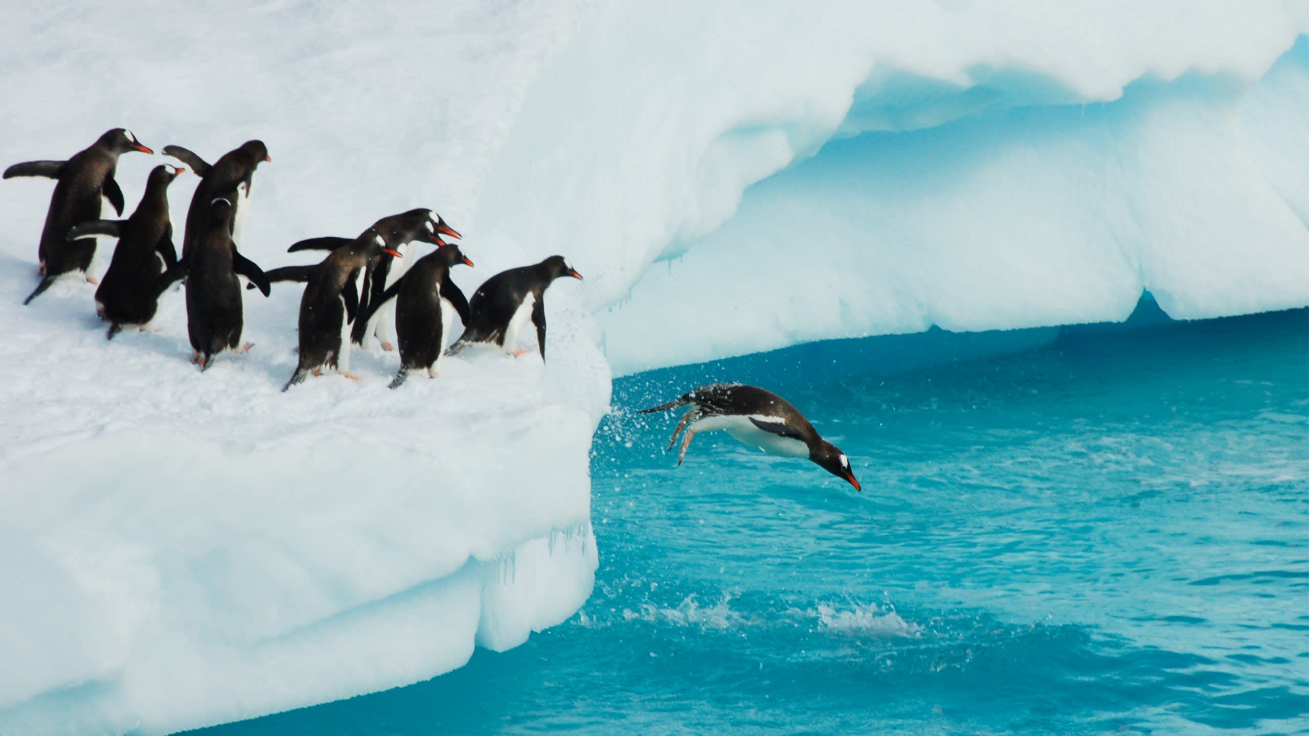 A group of penguins stand on an icy ledge, while one brave penguin leaps into the vibrant blue ocean below.