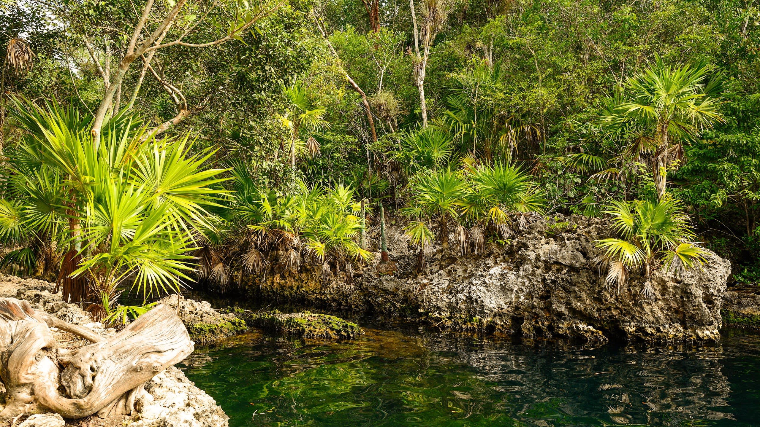 Lush green palm trees and dense foliage surround the crystal-clear waters of a cenote in the Yucatán Peninsula.