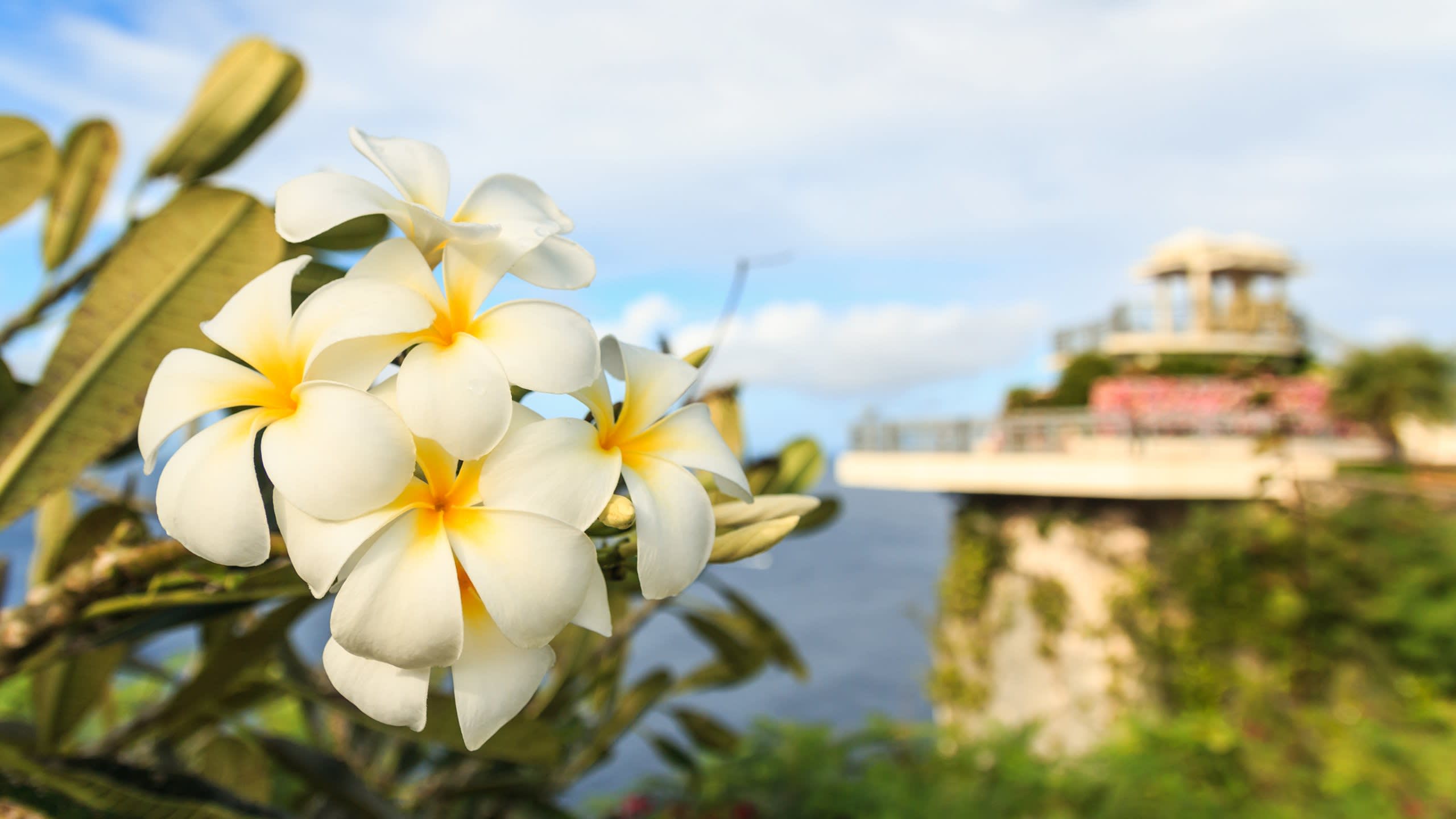 White plumeria flowers bloom in the foreground with a scenic cliffside pavilion overlooking the ocean in the background.