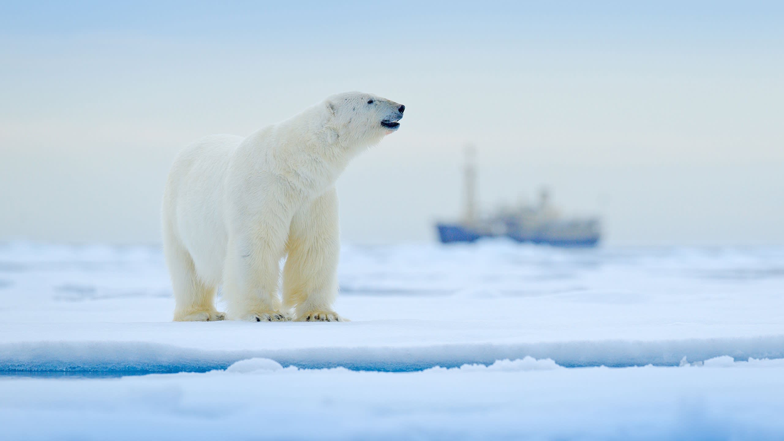 In The Footsteps Of Giants