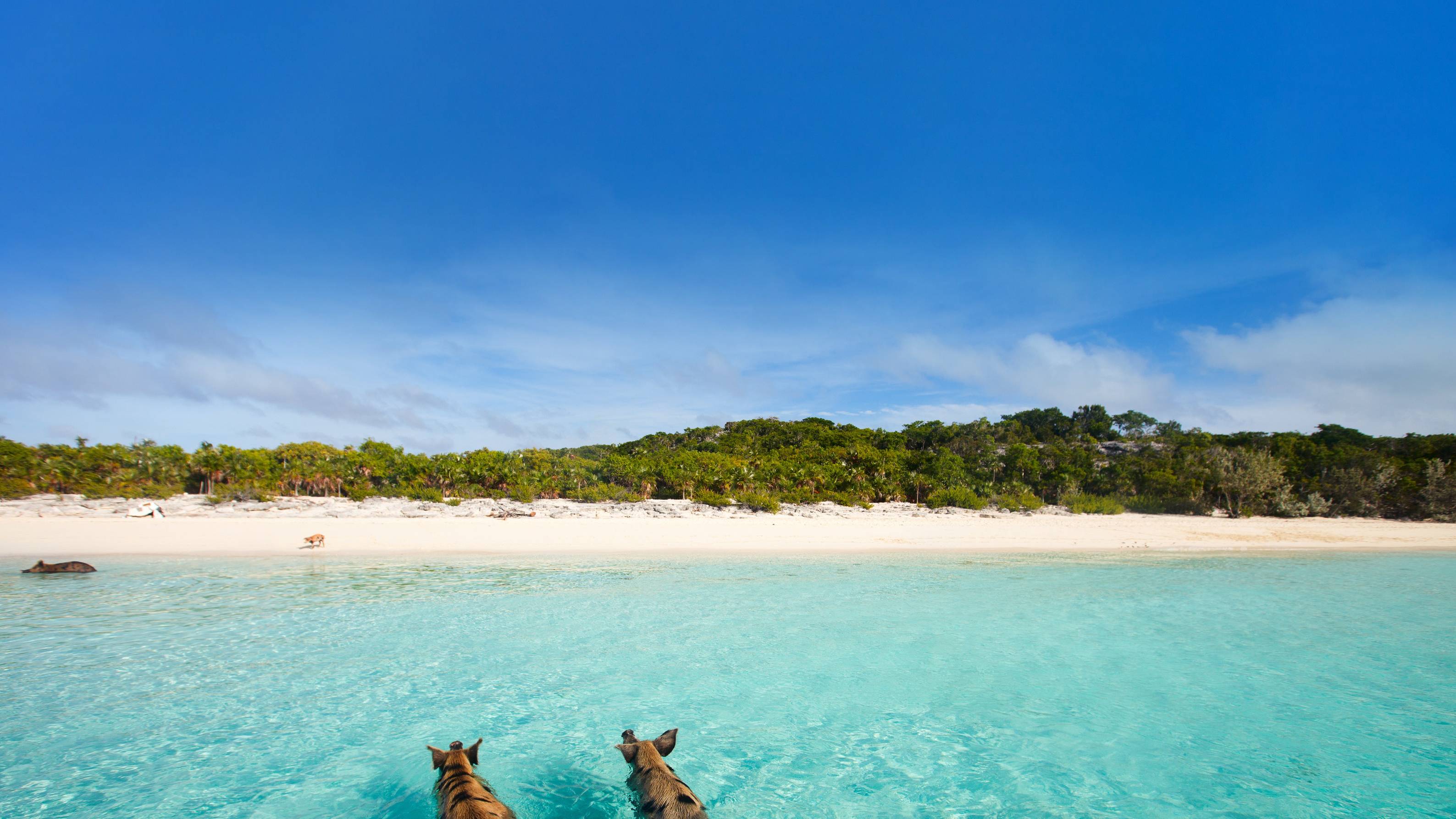 Two pigs swim in the crystal-clear turquoise waters of a tropical island beach.