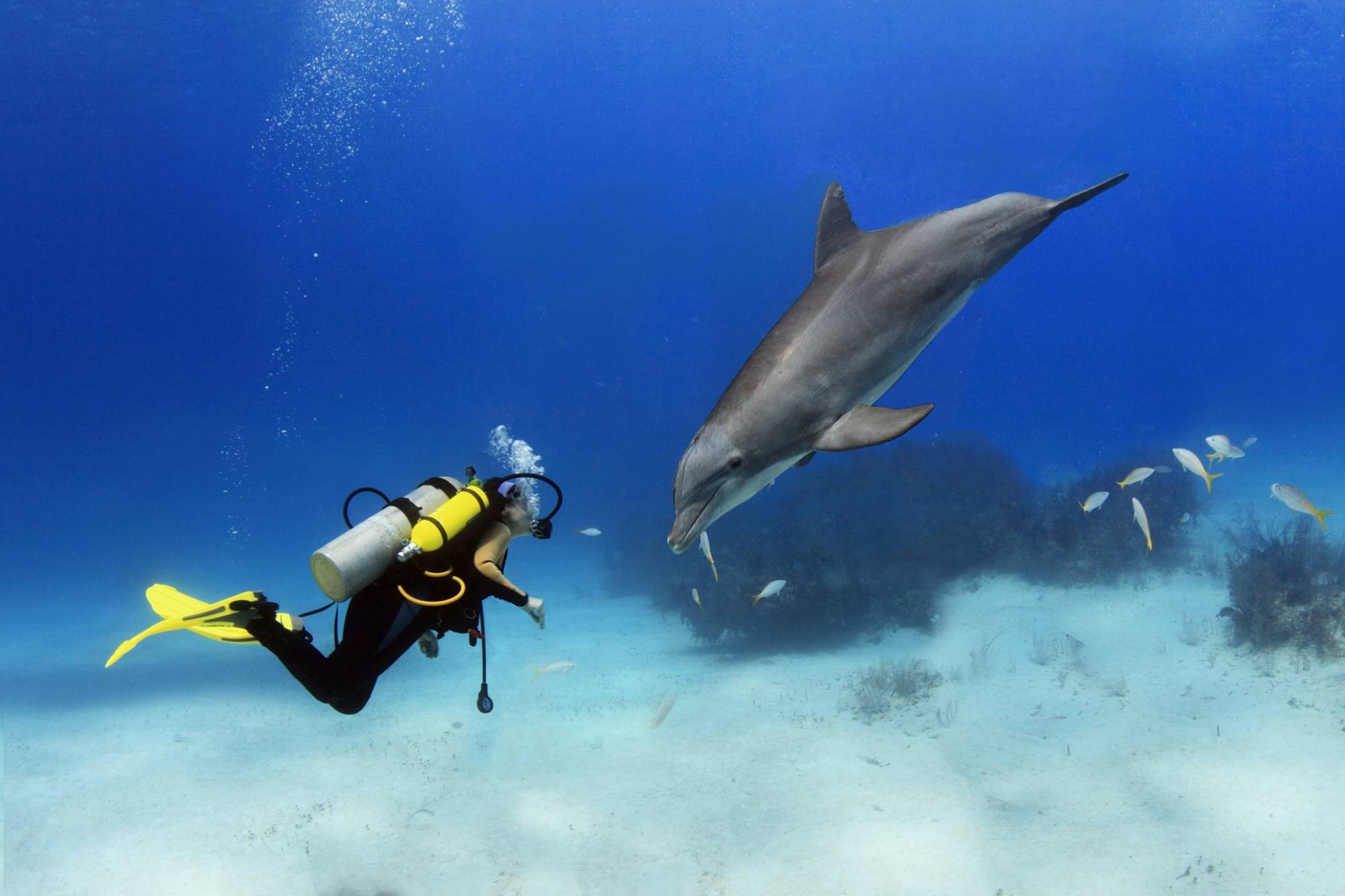 A diver in the foreground swims towards a dolphin in the clear blue water, with a sandy seabed and coral formations in the background.