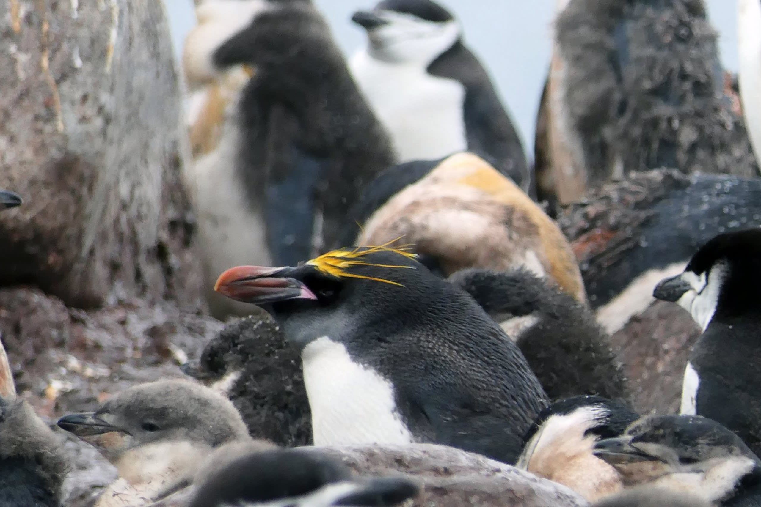 Deception Island
