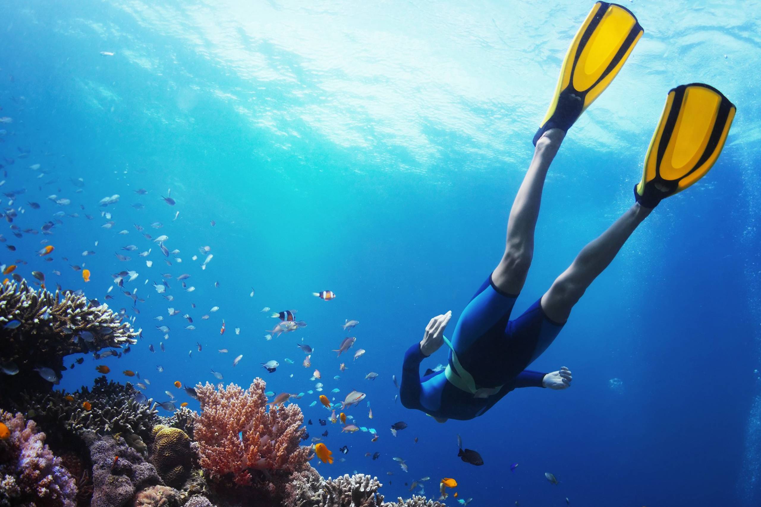 Snorkel the Coral Garden