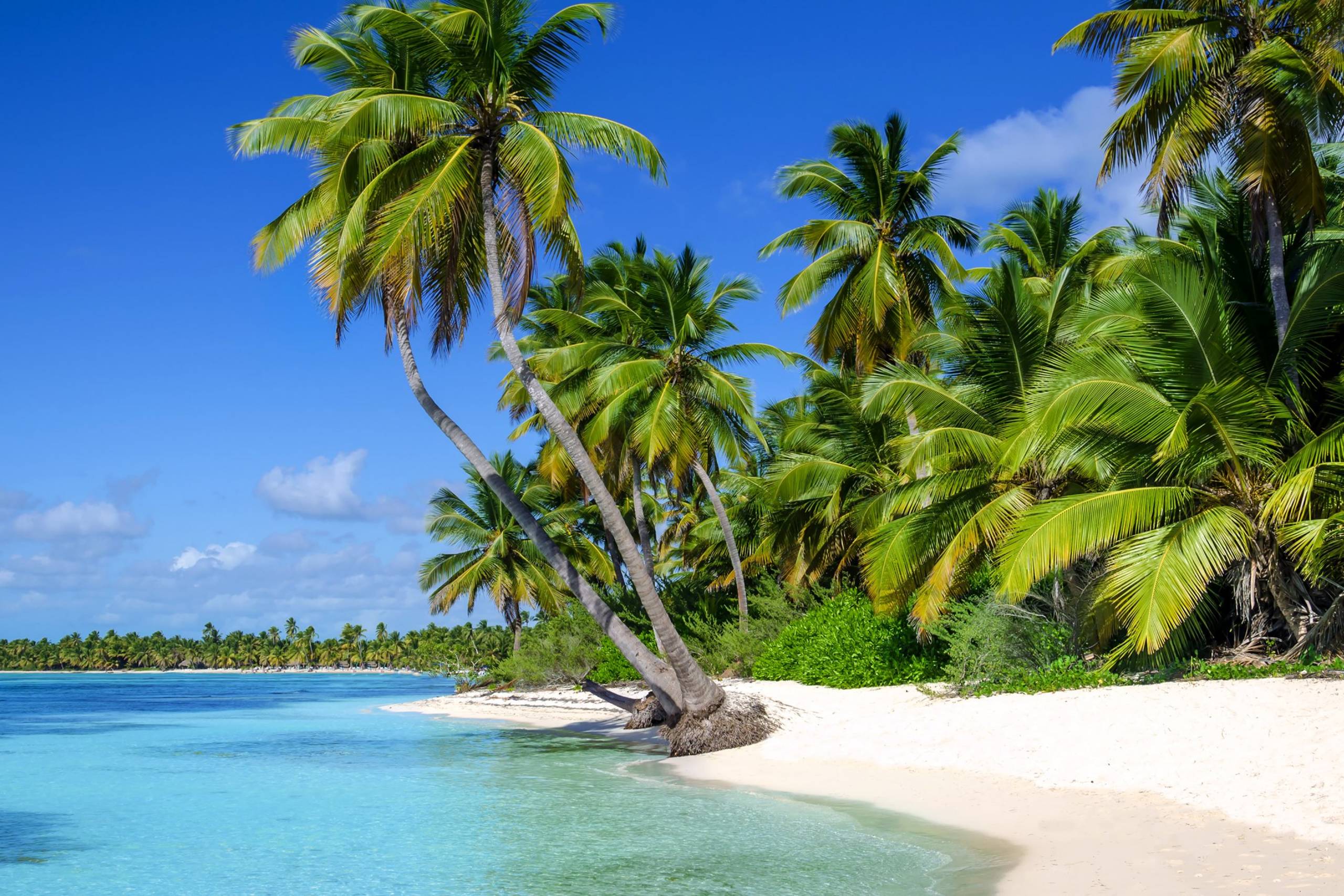 Lush palm trees fringe a pristine white sand beach lapped by crystal-clear turquoise waters under a brilliant blue sky.