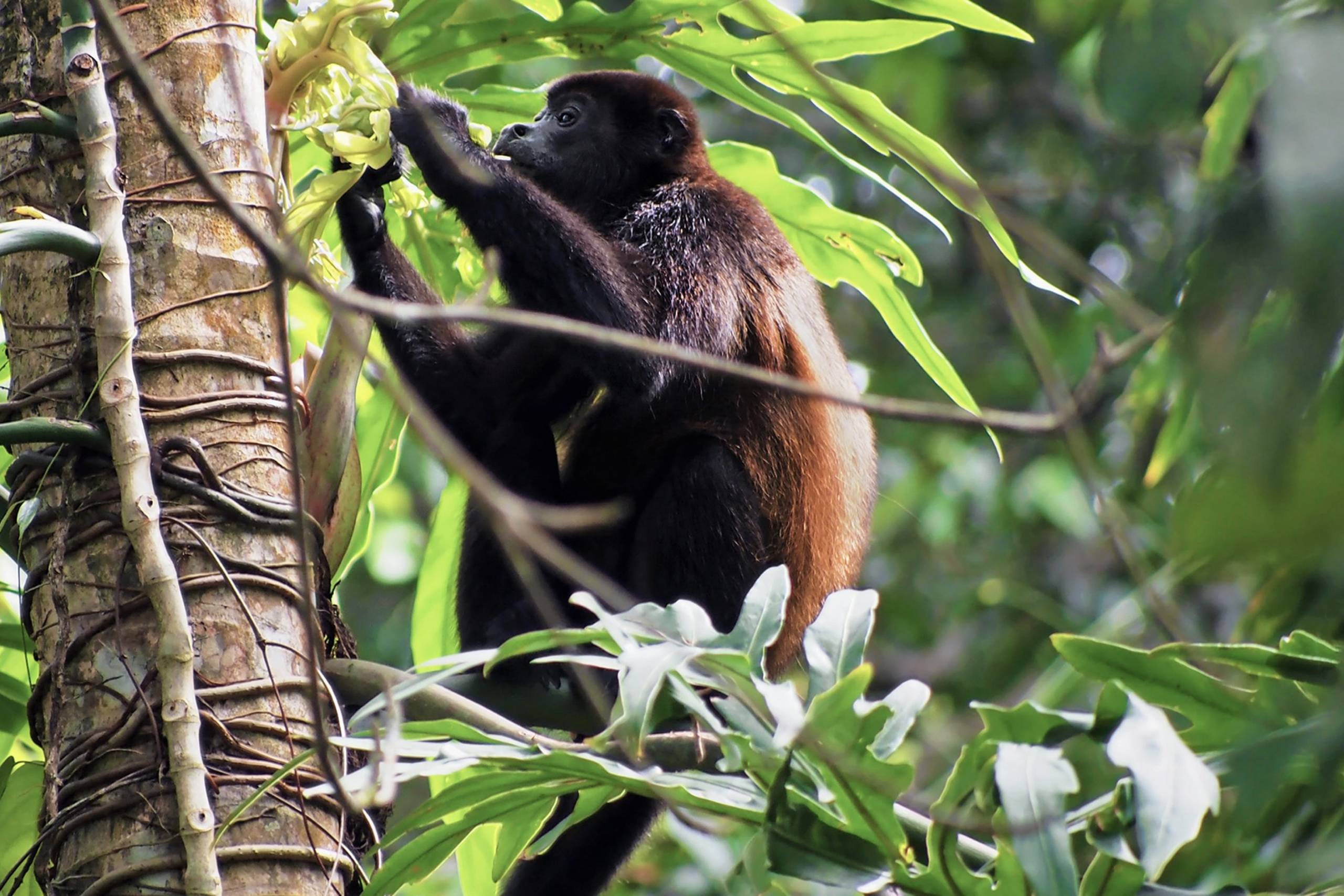 A black howler monkey with reddish-brown fur reaches for bright green foliage in a lush, tropical forest.