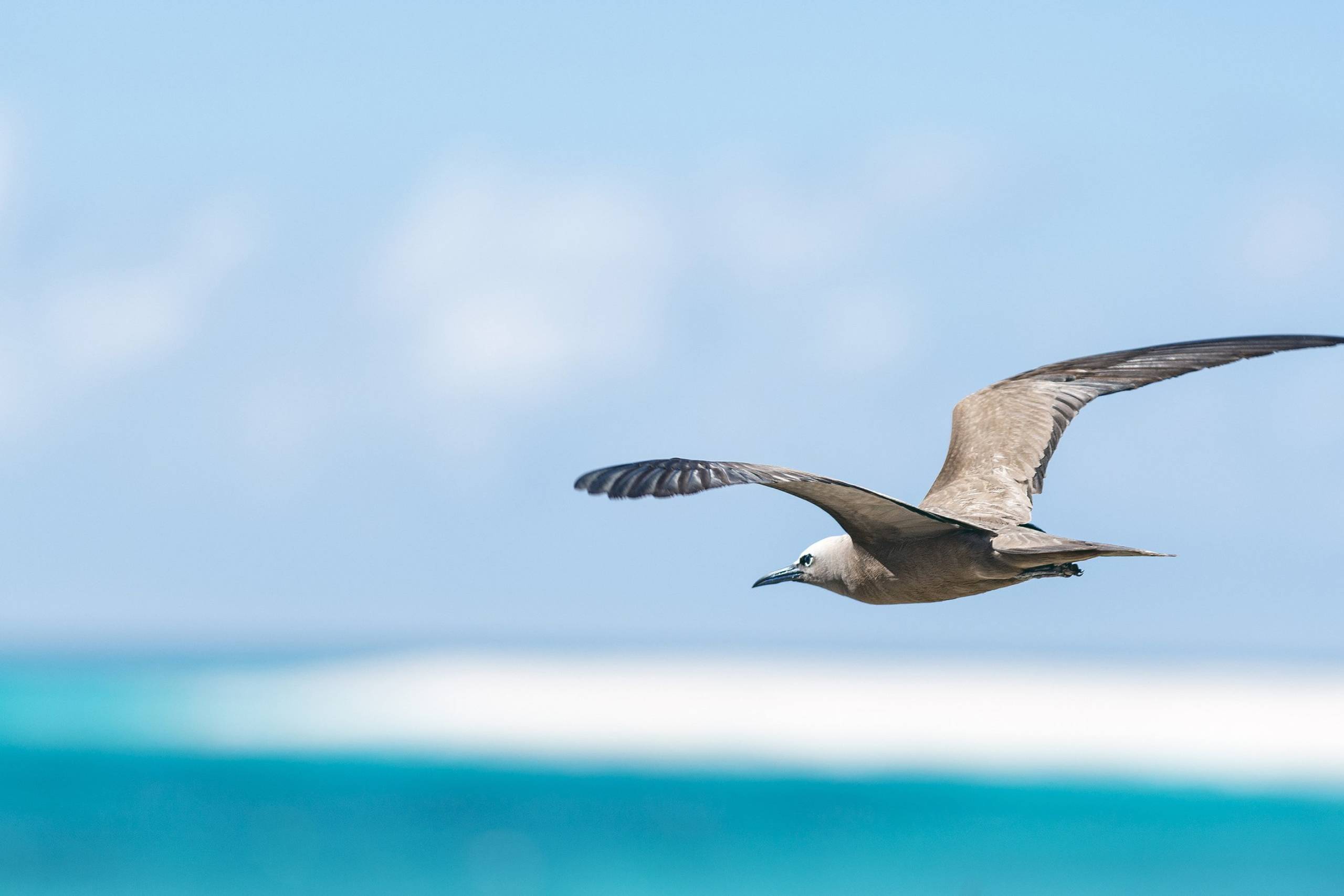 Bird Island