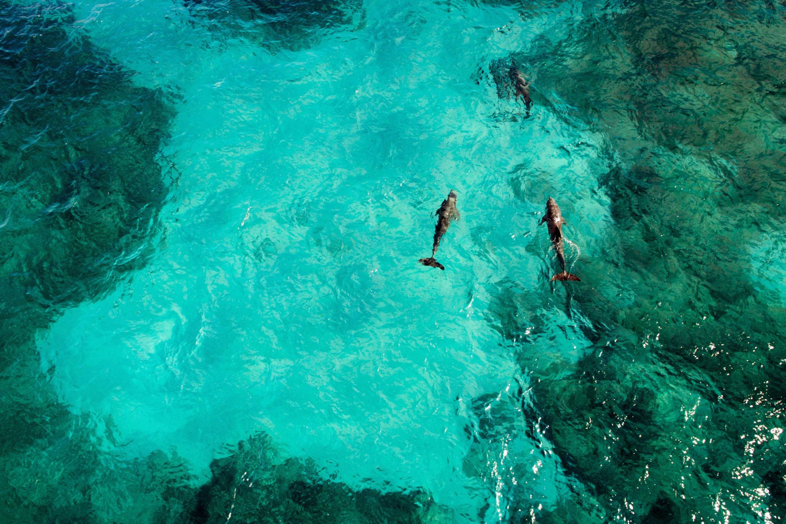 Petit St Vincent