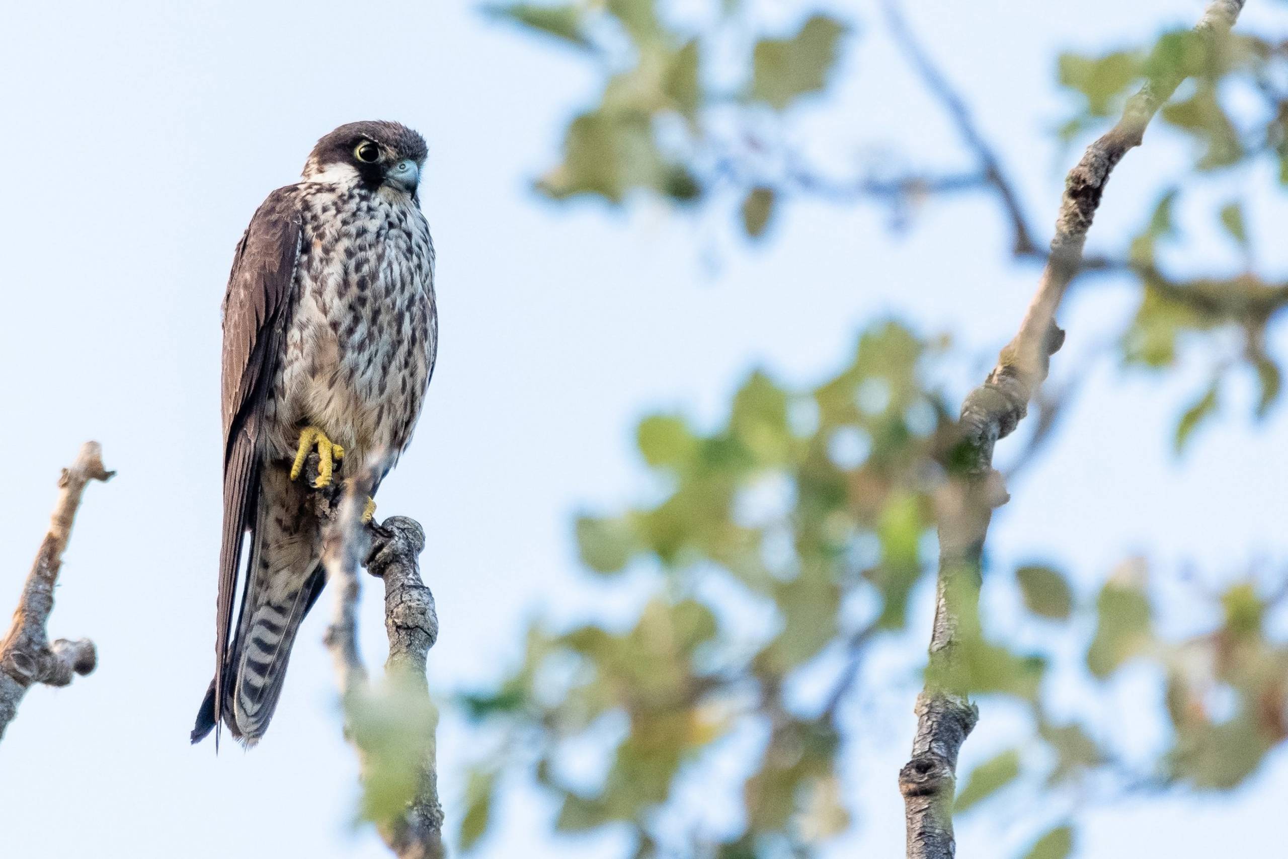 A peregrine falcon perches on a gnarled branch against a soft blue sky.
