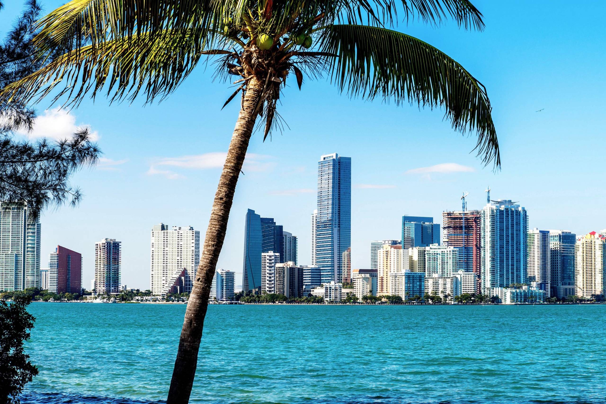 A vibrant palm frond frames the glittering Miami skyline across the turquoise waters of Biscayne Bay.