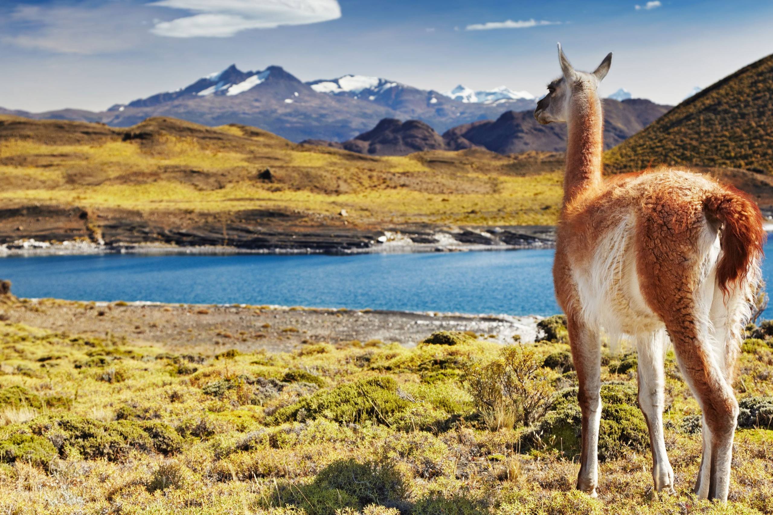 A guanaco surveys the vast, golden landscape of Patagonia with snow-capped mountains in the distance.