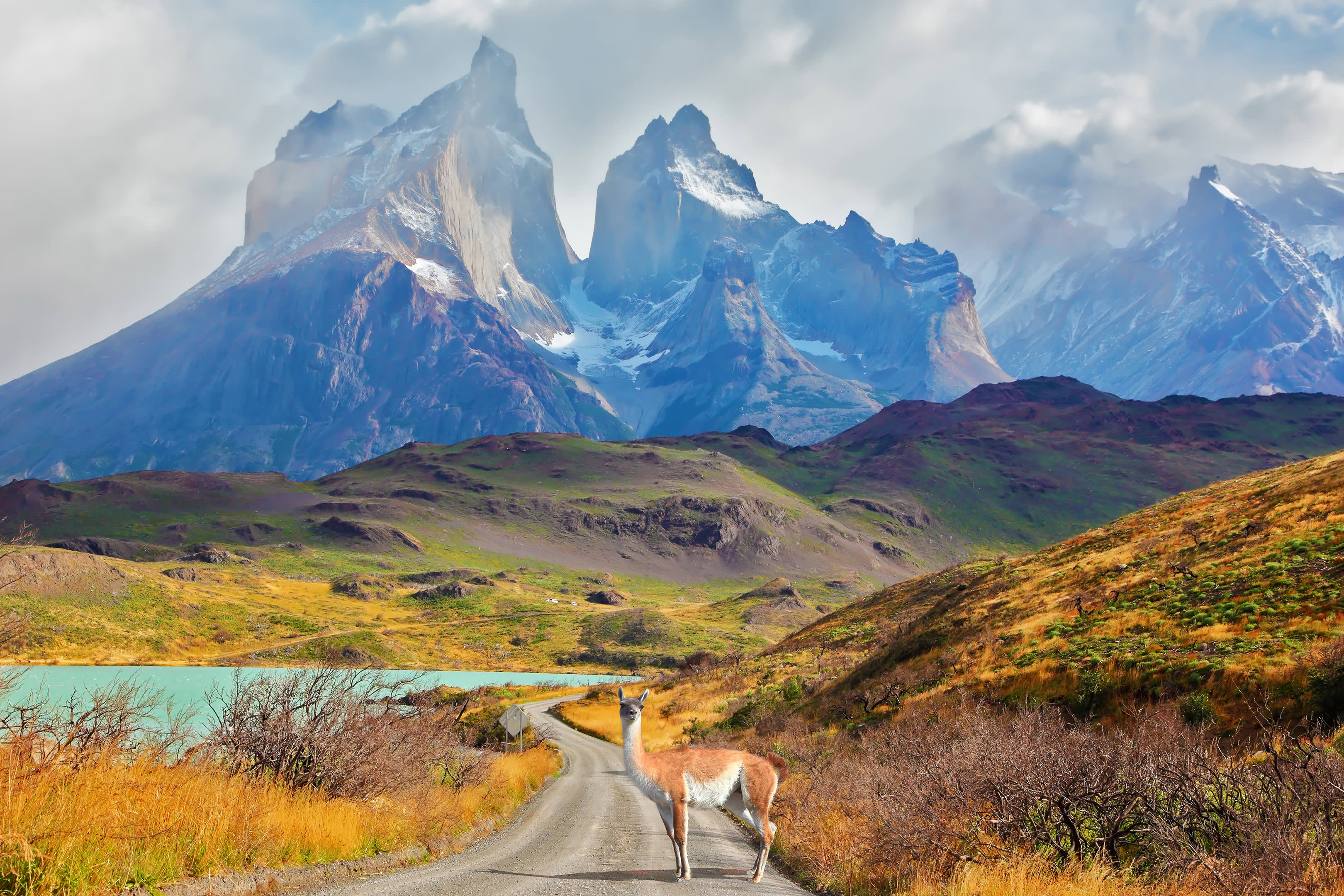 A lone guanaco stands on a gravel road with majestic, mist-shrouded mountains in the background.