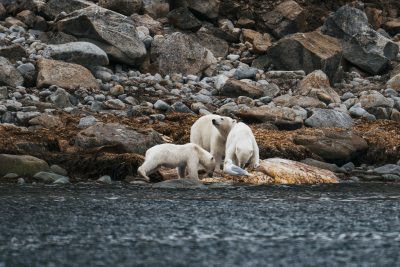 The image depicts two polar bears standing on a rocky shore, with a body of water in the background and a rugged, rocky landscape surrounding them.