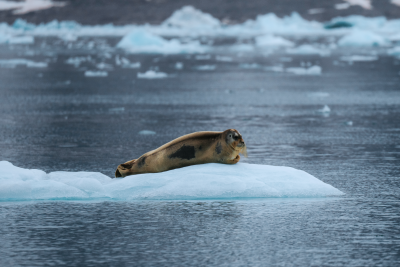 A seal rests on an ice floe in a vast, icy landscape with distant mountains and cloudy skies.