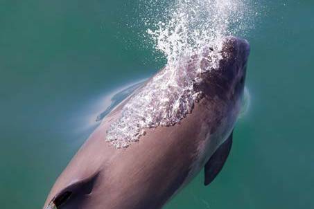 A dolphin surfaces from the turquoise water, exhaling a spray of mist.