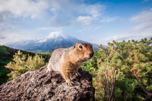 A Snapshot Of Kamchatka
