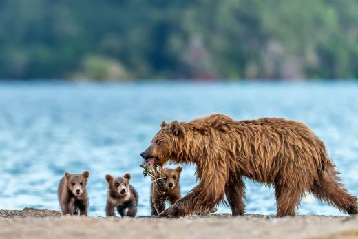 A Snapshot Of Kamchatka