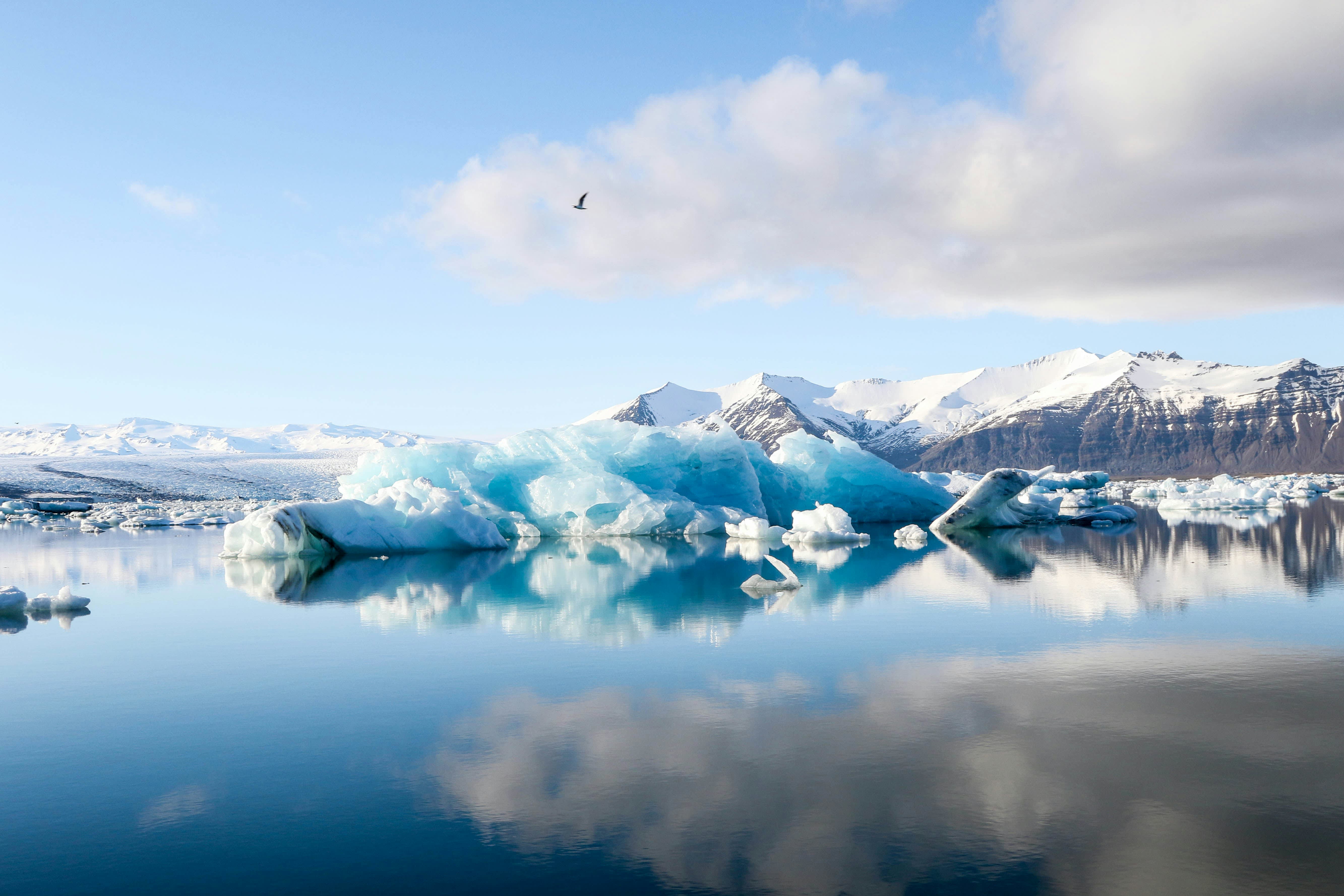 Bright blue icebergs float on a calm, reflective lake in the foreground, with snow-capped mountains and a bird in flight visible in the background under a cloudy sky.