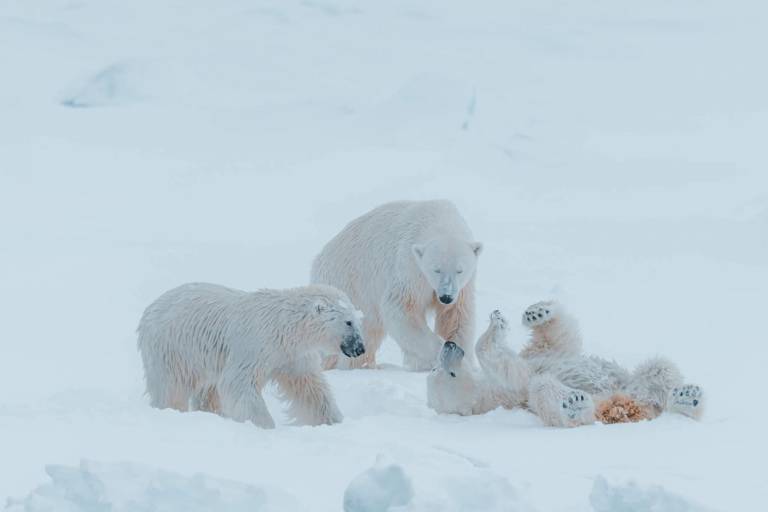 Polar Adventure 2015