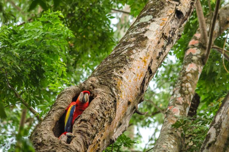Two vibrant macaws nest in the hollow of a large tree amidst lush green foliage.