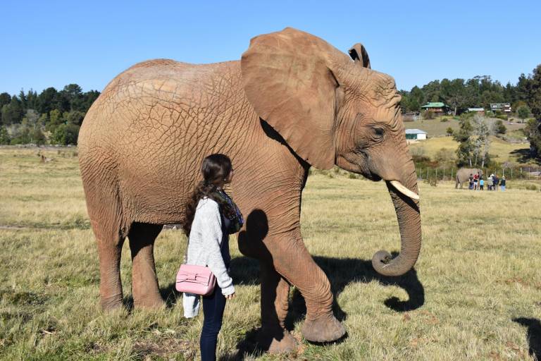 A woman in a grey sweater and pink purse stands near a large elephant in a grassy field with distant homes and trees.