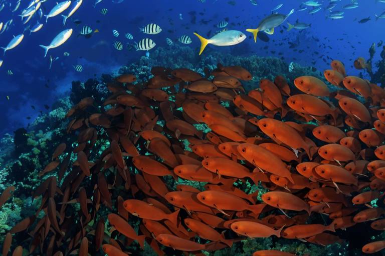 A large school of bright orange fish swims in the foreground over a coral reef, while a diverse group of smaller silver and striped fish swim in the deep blue background.