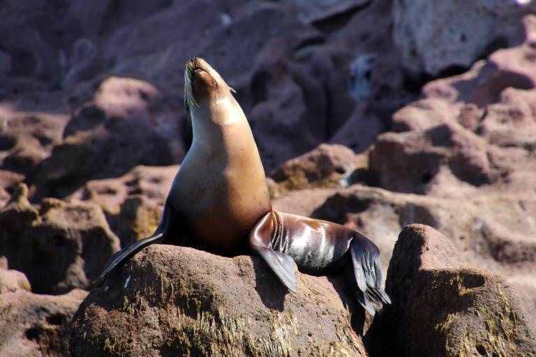 A sea lion basks on a rocky outcrop against a backdrop of rugged, reddish-brown cliffs.