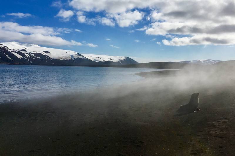 A lone seal rests on a misty black sand beach with snow-capped mountains in the background.