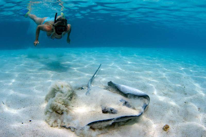 A snorkeler glides through crystal-clear turquoise waters, observing a graceful stingray resting on the sandy seabed.