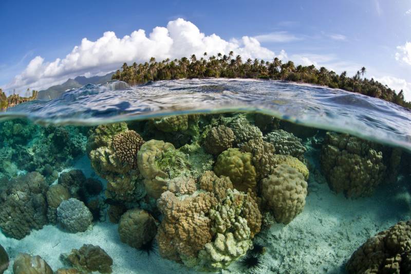 A split-level view reveals a vibrant coral reef teeming with life beneath a tropical island paradise.
