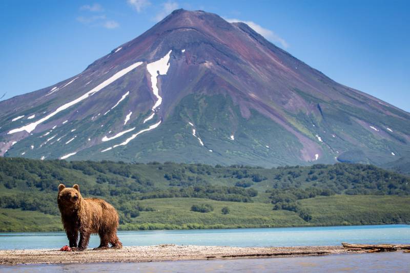 A brown bear stands on a sandy shore with a majestic snow-capped volcano in the background.