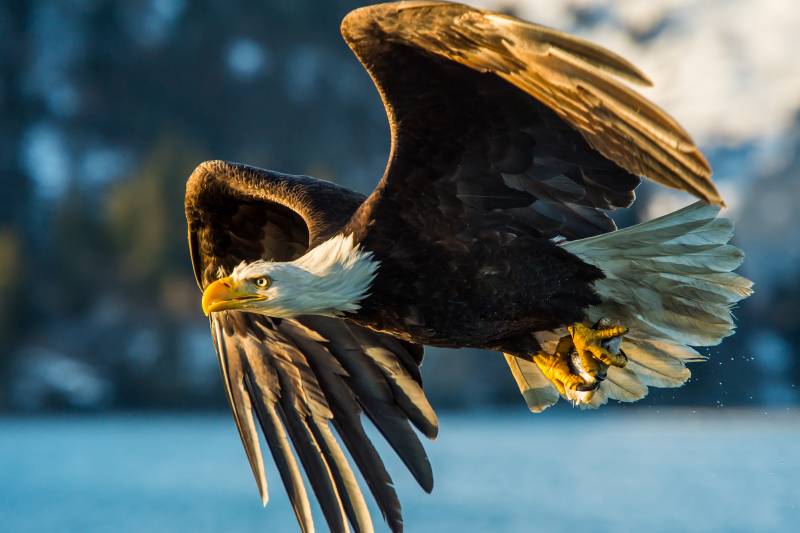 A majestic bald eagle soars through the air with its wings spread wide, its keen eyes focused on its prey.