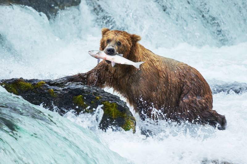 A brown bear stands in rushing water, triumphantly holding a freshly caught salmon in its mouth.