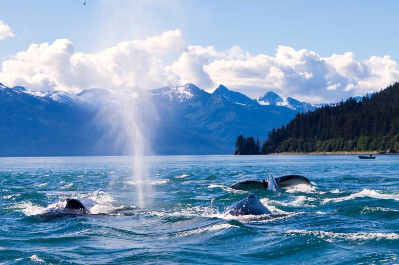 Humpback whales breach and spout in the vibrant blue waters of Alaska, with snow-capped mountains providing a majestic backdrop.
