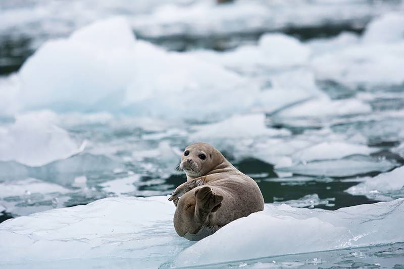 A curious seal rests on a floating ice floe amidst a serene glacial landscape.