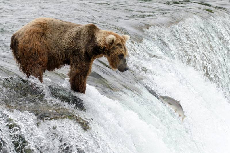 A brown bear stands at the edge of a waterfall, poised to catch a salmon leaping upstream.