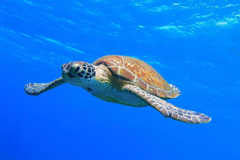 A majestic sea turtle glides gracefully through the clear blue ocean waters.