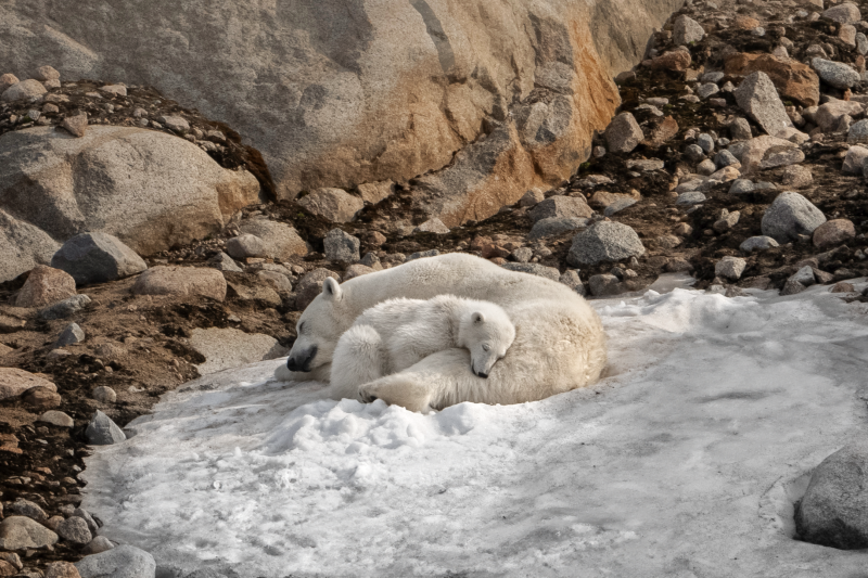 A lone seal rests on a floating ice floe with a research vessel and icy cliffs in the background.