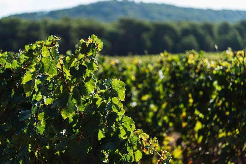 Lush green grapevines fill the foreground, with a blurred forest and rolling hills in the background under a bright sky.