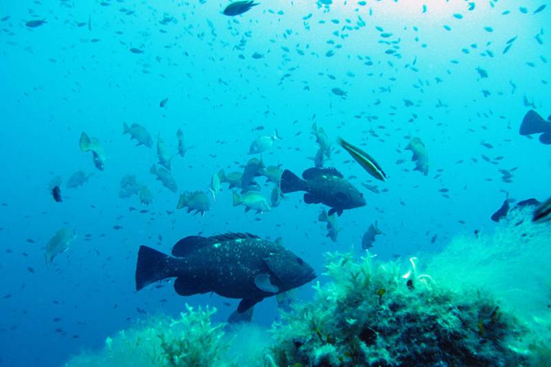 Large, dark fish swim over a coral reef in the foreground, while a school of smaller fish swims in the bright blue water of the background.