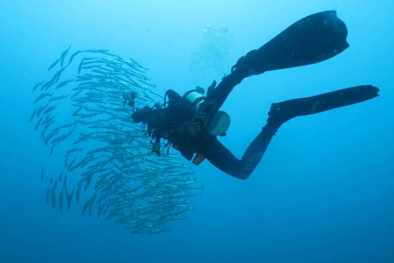 A scuba diver swims alongside a large school of barracuda in the clear blue ocean.