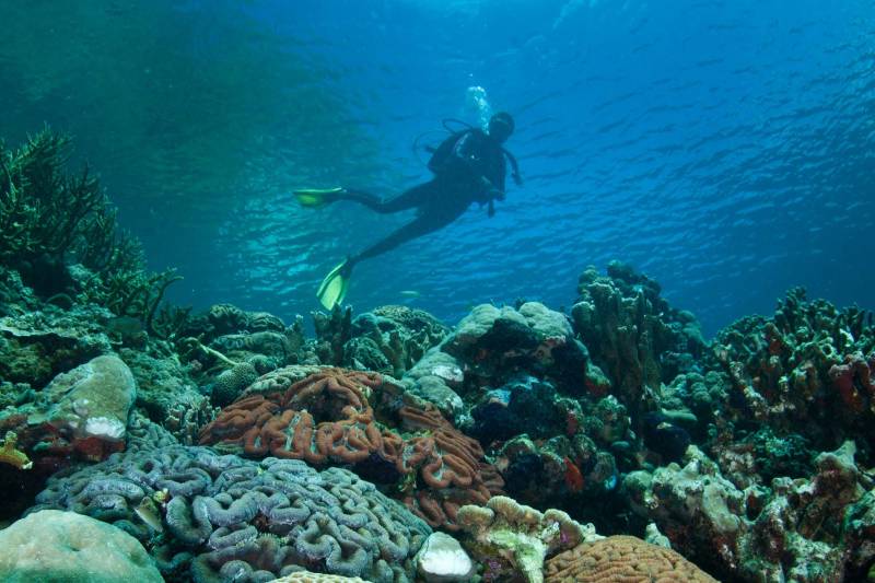 A diver swims through a vibrant coral reef in the clear blue ocean.