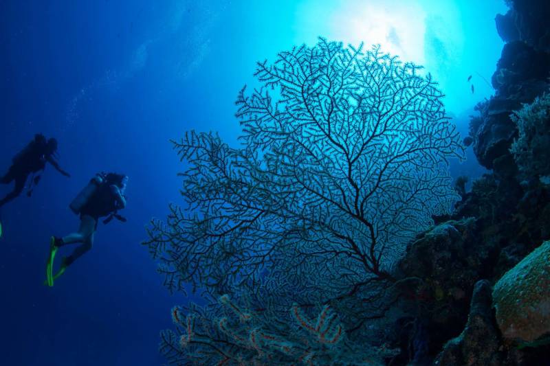 Two divers swim past a large, intricate sea fan in the deep blue ocean, with sunlight streaming from above.