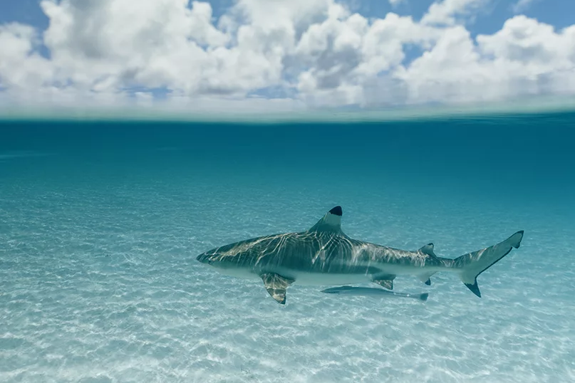 A blacktip reef shark swims in clear turquoise water over a sandy bottom, with a bright blue sky and fluffy white clouds visible above the waterline.