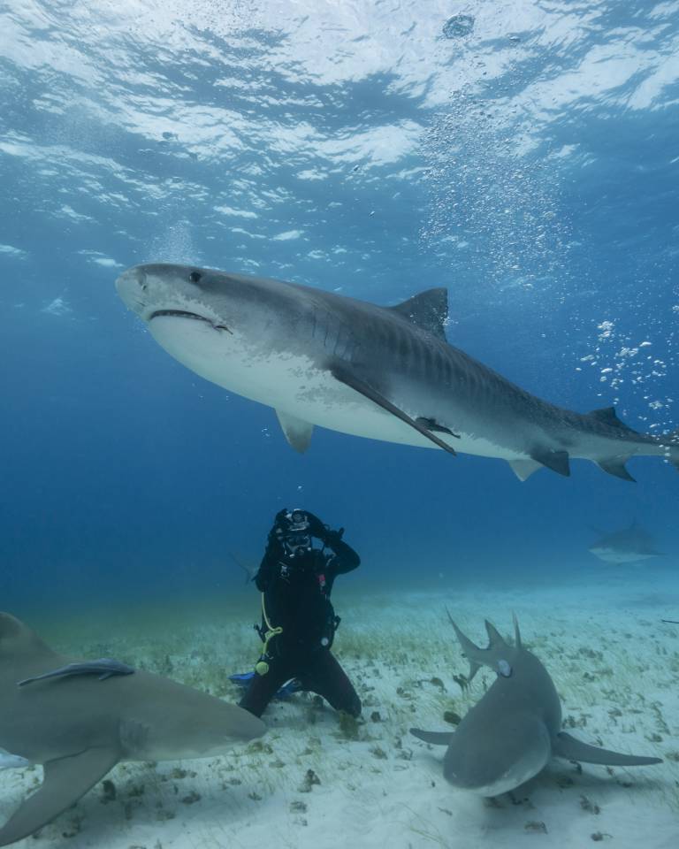 Education and Wonder