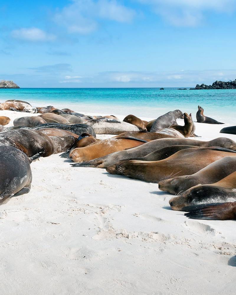 Galapagos sea lions bask on a pristine white sand beach under a bright blue sky.