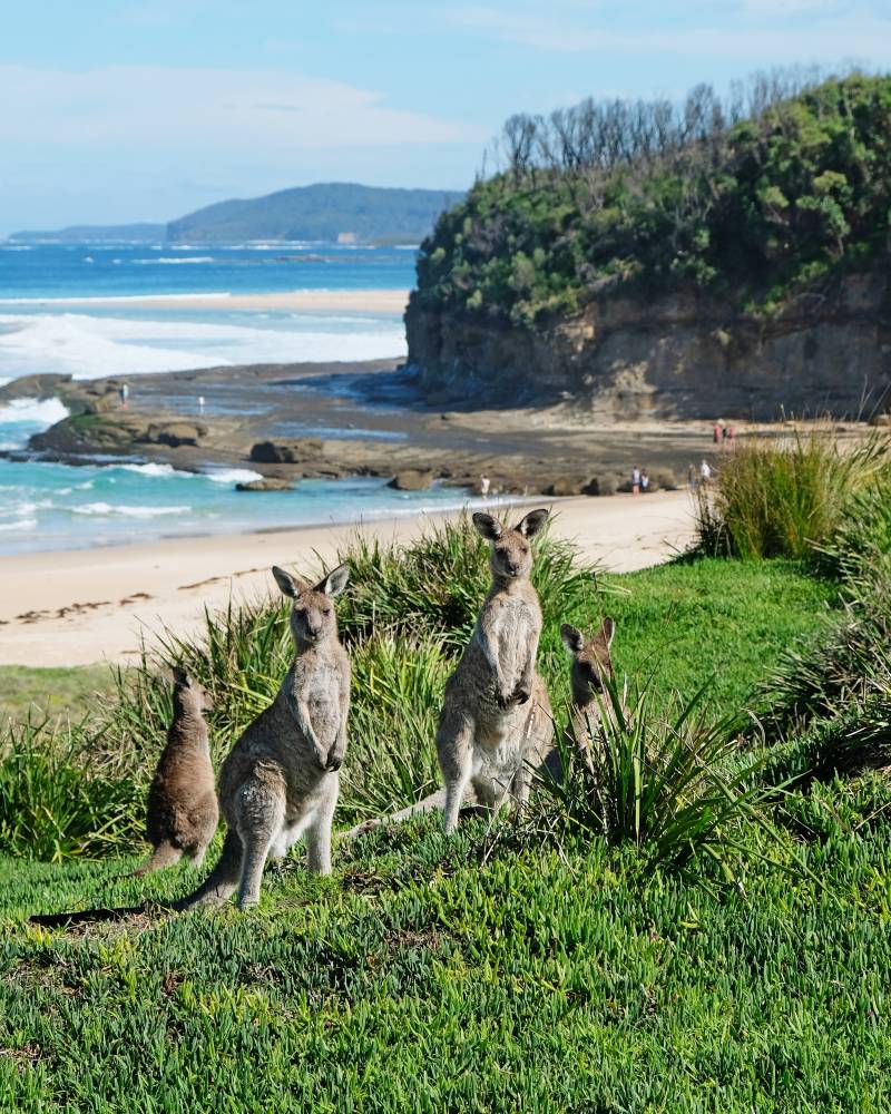 Kangaroos graze on a grassy cliff overlooking a beautiful Australian beach with turquoise waves.