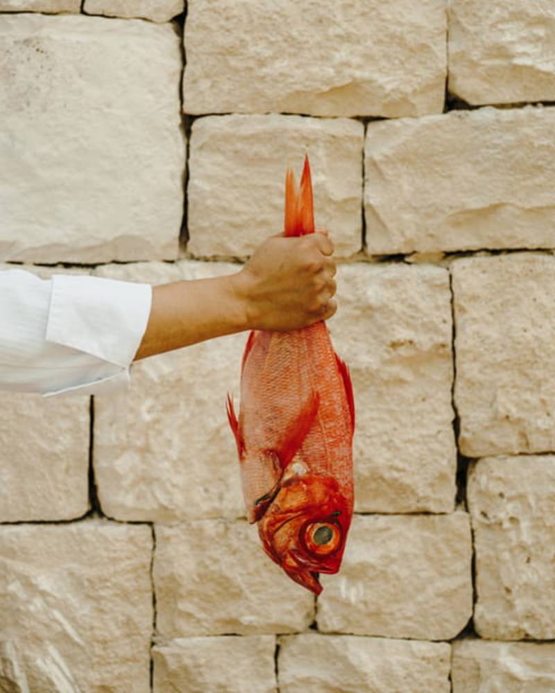 A hand holding a vibrant, red fish against a backdrop of a stone wall.