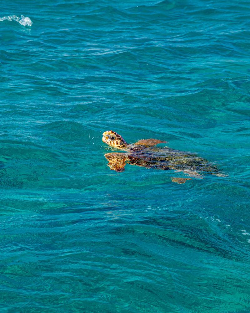 A sea turtle swims in the clear turquoise water, with ripples and light reflections on the surface.