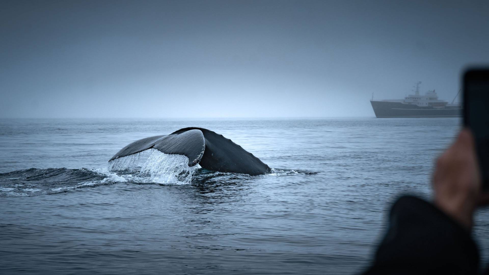 A Yacht Charter Is One of the Best Ways to Get Closer to the Giants of the Natural World